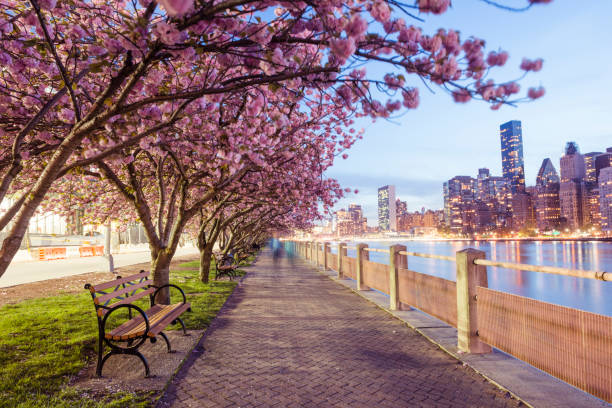 루즈벨트 섬 맨해튼 뷰 황혼에 뉴욕 봄 벚꽃 - cherry blossom blossom tree spring 뉴스 사진 이미지