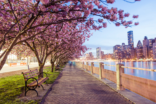 NYC Spring Cherry Blossoms on Roosevelt Island Manhattan View Dusk