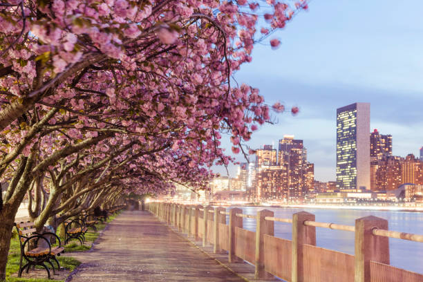 istock NYC Spring Cherry Blossoms on Roosevelt Island Manhattan View Dusk 683774650