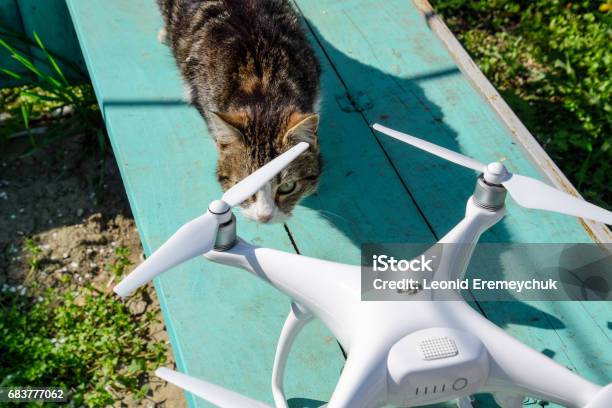 Photo libre de droit de Le Chat Renifle Le Drone Dji 4 Fantôme Surprendre Lanimal Avec Un Nouveau Gadget Quadrocopter Et Pet Chat Et Drone banque d'images et plus d'images libres de droit de Appareil photo