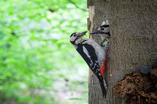 The Natural World, Tree, Woodpecker, Animal, Animal Themes