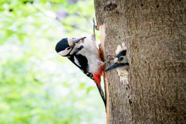 The Natural World, Tree, Woodpecker, Animal, Animal Themes