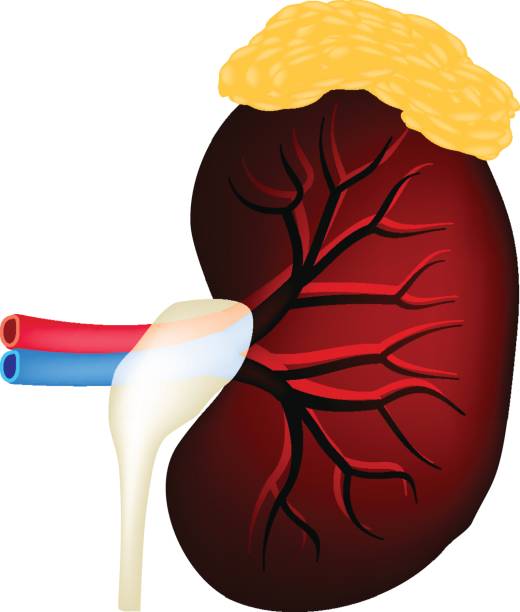 struktura nerek. nadnerczy. ilustracja wektorowa na odizolowanym tle - anatomy animal vein blood human artery stock illustrations