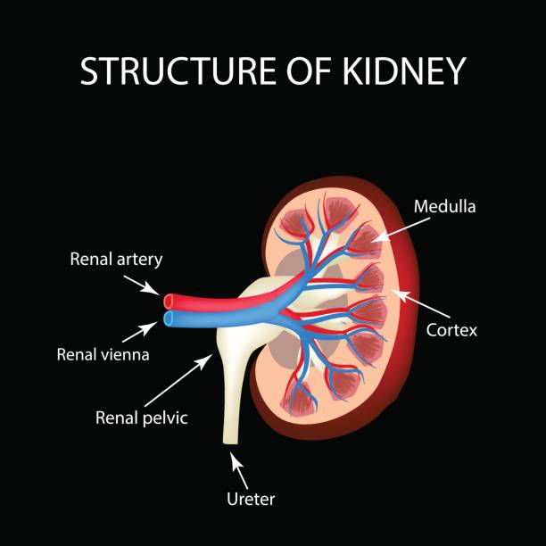 ilustrações de stock, clip art, desenhos animados e ícones de the anatomical structure of kidney. vector illustration on a black background - anatomy blood animal vein human artery