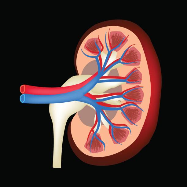 ilustraciones, imágenes clip art, dibujos animados e iconos de stock de la estructura anatómica del riñón. ilustración de vector sobre fondo negro - anatomy animal vein blood human artery