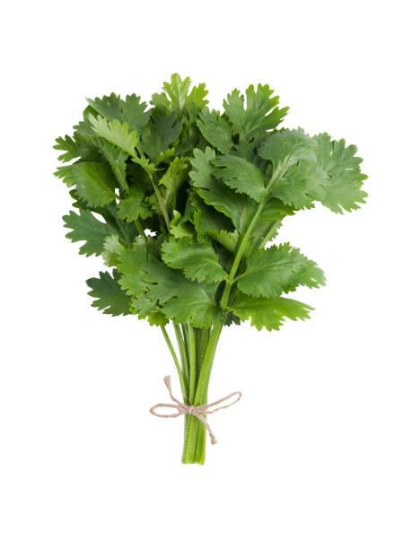 mazzo di coriandolo fresco con spago isolato su sfondo bianco - parsley cilantro herb freshness foto e immagini stock