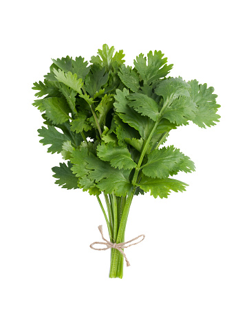 Group of cilantro sprigs tied together isolated on white background