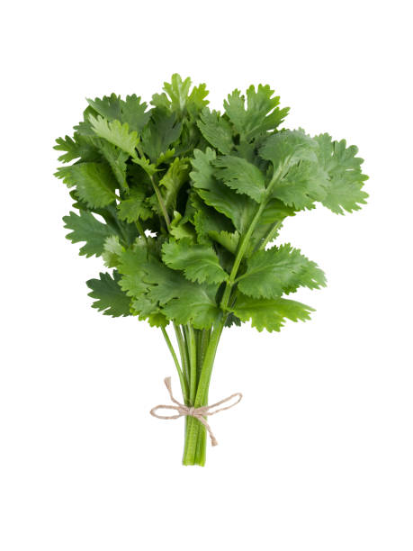 bunch of fresh coriander with twine isolated on white background - coriander seed fotos imagens e fotografias de stock