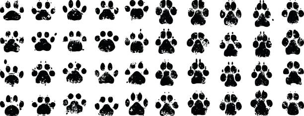 ilustrações, clipart, desenhos animados e ícones de gato e cachorro impressões - footprint track paw print