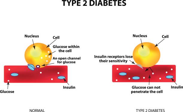 The absorption of glucose by the cell. Type 2 diabetes. Increase and decrease blood sugar. Insulin. Infographics. Vector illustration The absorption of glucose by the cell. Type 2 diabetes. Increase and decrease blood sugar. Insulin. Infographics. Vector illustration on isolated background glycogen stock illustrations