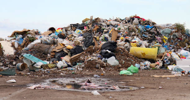 istock Birds and dogs on the landfill 683789412