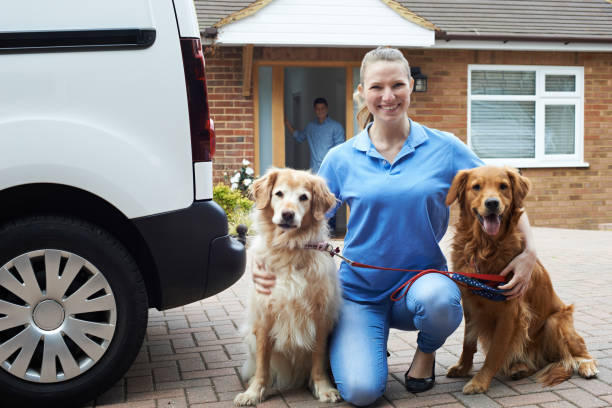 散歩サービス女性走っている犬の肖像画 - dog walking retriever golden retriever ストックフォトと画像