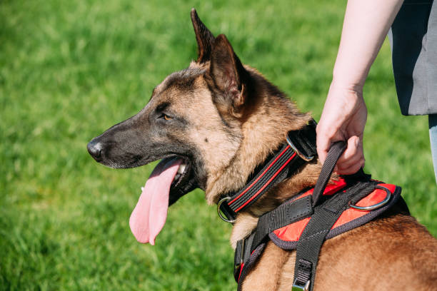 istock Malinois Dog Sit Outdoors In Green Grass 683796456