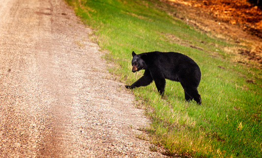 Black male bear walking looking sideways