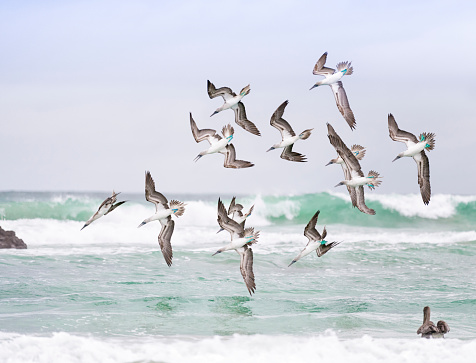 Rare shot with great detail of blue-footed boobies (Sula nebouxii) hunting in a swarm, diving from the sky. You can see the different stages of approach. A Pelican watching in the lower right. Nikon D810. Converted from RAW.