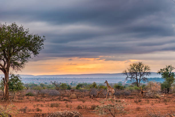 золотой восход солнца в африканском кусте. - giraffe namibia africa animal стоковые фото и изображения