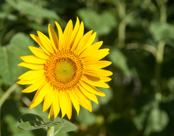 istock Bright yellow sunflower in full bloom 683808572