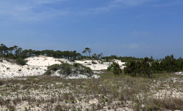 istock Pine trees and shrubs growing on a mature sand dune 683808694