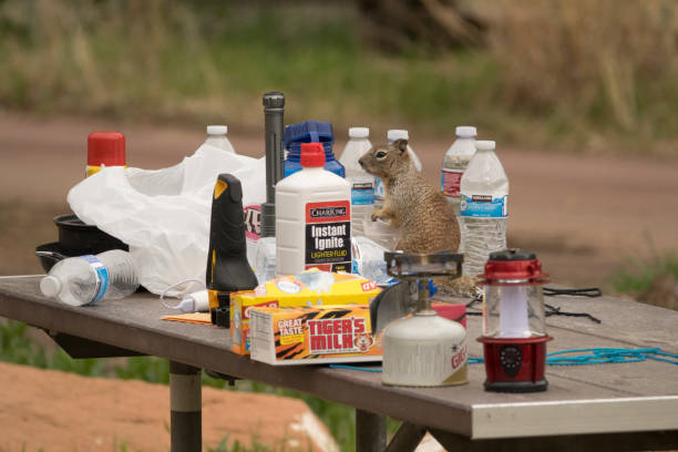 Standing like a statue after eating campers cookies, a wild rock squirrel blends in with the food and camping supplies on a picnic table in the South Campground of Zion National Park, Utah.