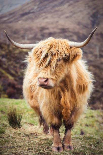 highland cattle, paysages et panoramas sur l'île de skye - quiraing needle photos et images de collection