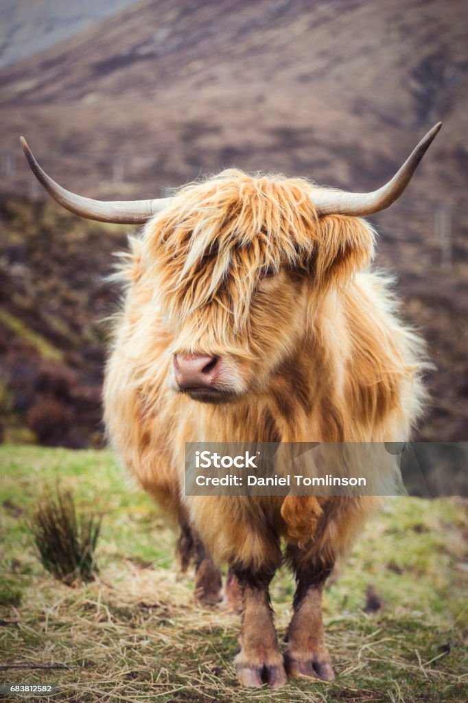 Highland Cattle, Landscapes & Vistas on the Isle of Skye Scotland, Scottish Highlands, Isle of Skye, UK, Sunrise - Dawn.  Quiraing Needle Stock Photo