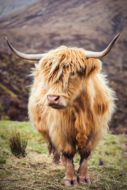 highland cattle, krajobrazy & vistas na wyspie skye - quiraing needle zdjęcia i obrazy z banku zdjęć