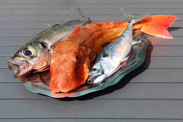 istock Gurnard, mackerel and horse mackerel on a pewter dish 683813004