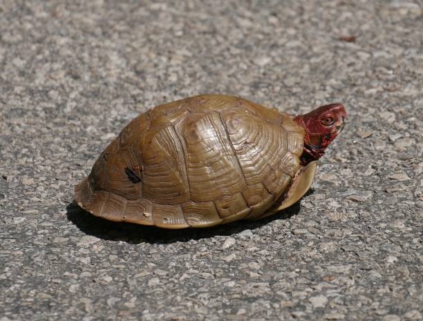 istock brown turtle crossing the street, top view 683813274