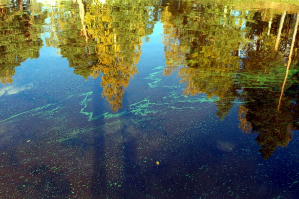 Freshwater Lake with a dense bloom of green algae.
