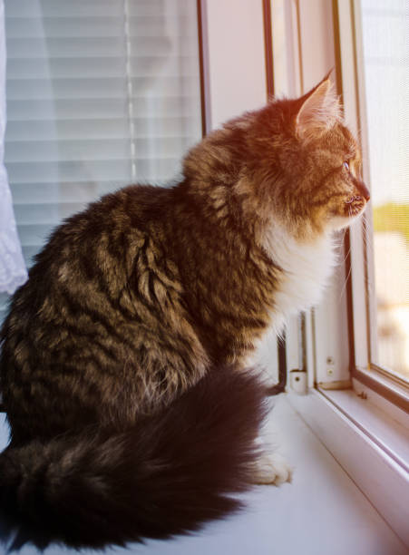 istock Beautiful cat sitting on windowsill and looking out of a window 683818974