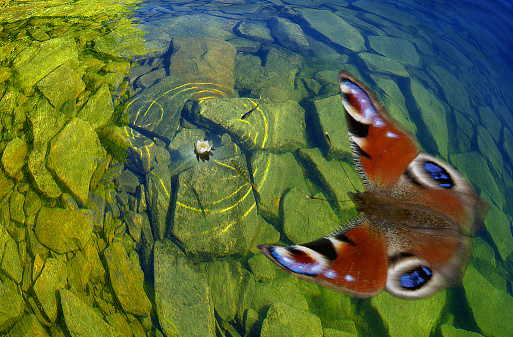Aquatic Plants Stock Photo - Download Image Now - Backgrounds, Beauty