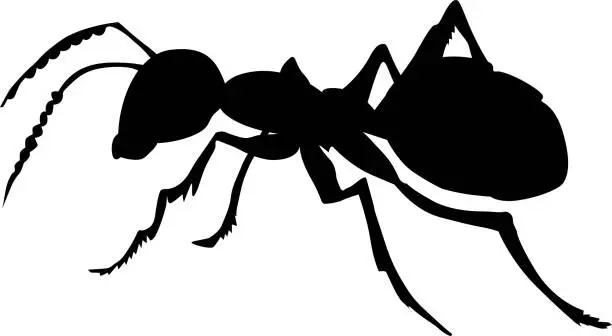 Vector illustration of ordinary ant