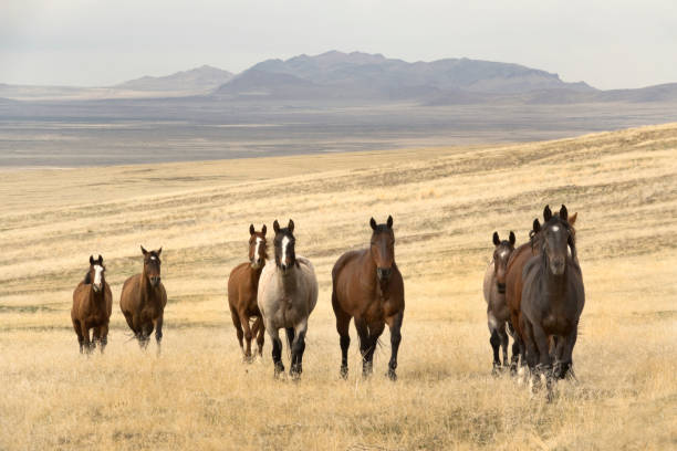 istock Cedar Mountain Wild Horse Range Utah grasslands herd 683826854