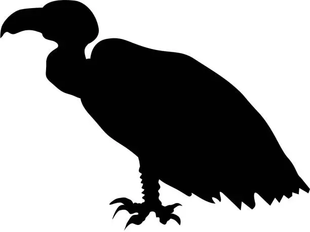 Vector illustration of vulture