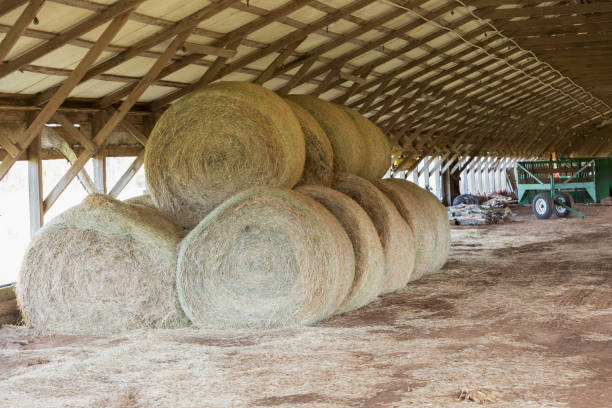 istock Large bales of hay in a barn 683827384