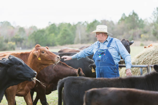 Farmer feeding cows in field A farmer feeding hay to a herd of cows in a field. He is a senior man in his late 60s. beef cattle feeding stock pictures, royalty-free photos & images