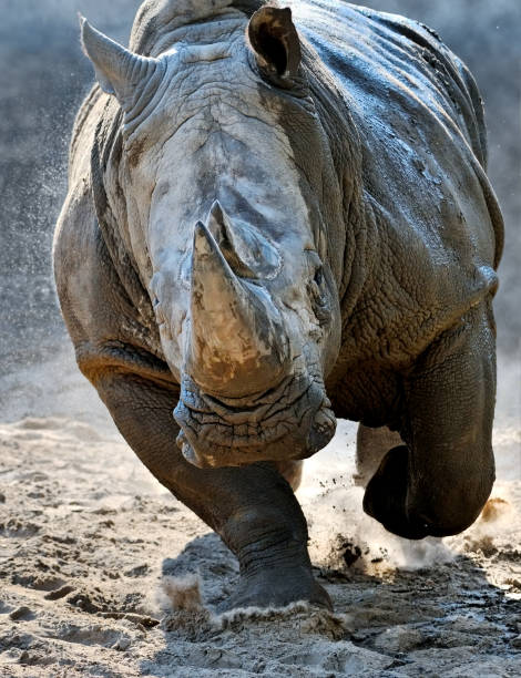 rhino attack an approaching white rhino rhinoceros stock pictures, royalty-free photos & images