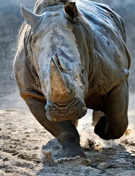 an approaching white rhino