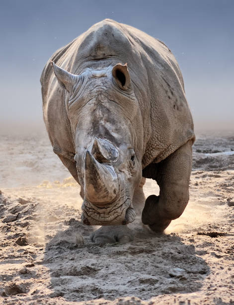 attaque de rhino - rhinocéros photos et images de collection