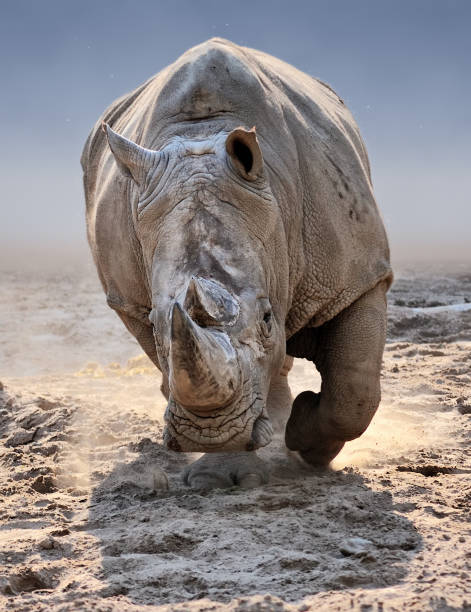rhino attack - safari animals africa animals in the wild hippopotamus imagens e fotografias de stock