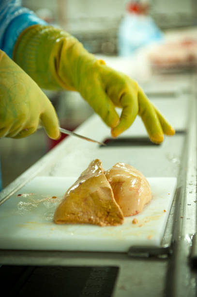 Foie Gras - Production Line Poultry slaughterhouse workers, cleaning the goose to prepare foie gras for export. Noble meat a French delicacy, consumed in several countries of the world including Brazil proteína stock pictures, royalty-free photos & images