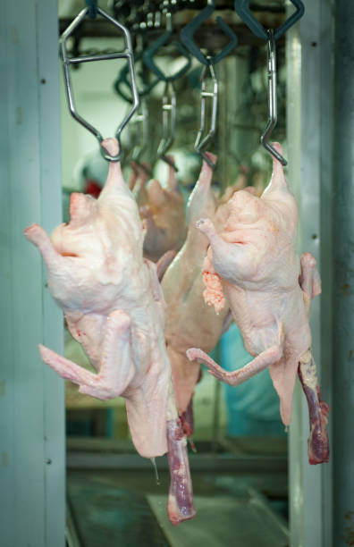 Poultry Slaughterhouse Production inside a poultry slaughterhouse in Santa Catarina, southern Brazil. Preparation of the product goose liver ("foie gras") for export. Geese hanging on production line proteína stock pictures, royalty-free photos & images