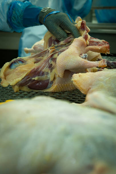 Foie Gras - Production Line Poultry slaughterhouse workers, cleaning the goose to prepare foie gras for export. Noble meat a French delicacy, consumed in several countries of the world including Brazil proteína stock pictures, royalty-free photos & images