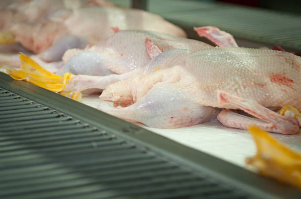 Poultry Slaughterhouse Production inside a poultry slaughterhouse in Santa Catarina, southern Brazil. Preparation of the product goose liver ("foie gras") for export. proteína stock pictures, royalty-free photos & images