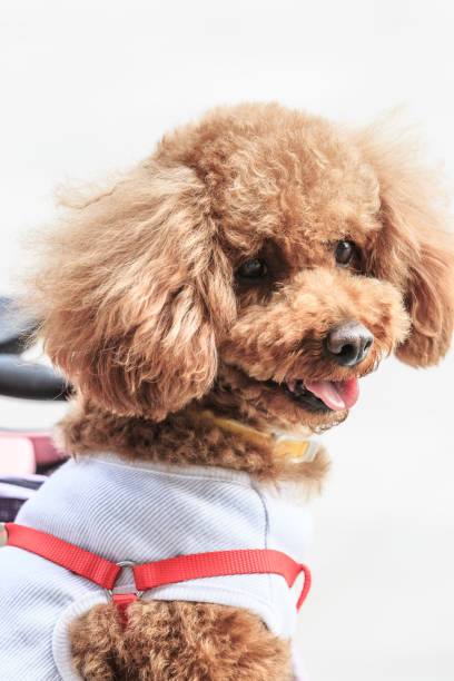 istock Lively and lovely teddy dog 683837032