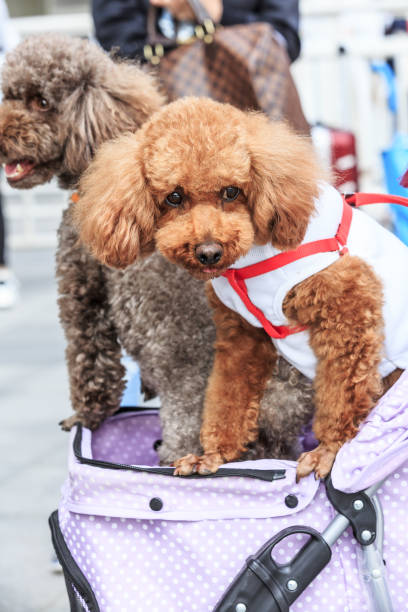 istock lovely teddy dog sitting in a pet car 683837970