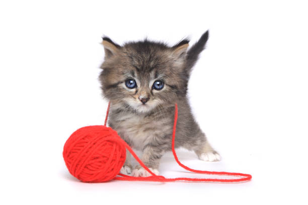 mały kotek bawi się czerwoną kulą przędzy - yarn ball zdjęcia i obrazy z banku zdjęć