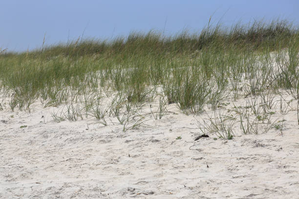 gräser auf einer sanddüne an der küste - sand sea oat grass beach sand dune stock-fotos und bilder