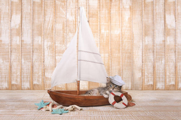 istock Cute Kitten in a Sailboat With Ocean Theme 683840478