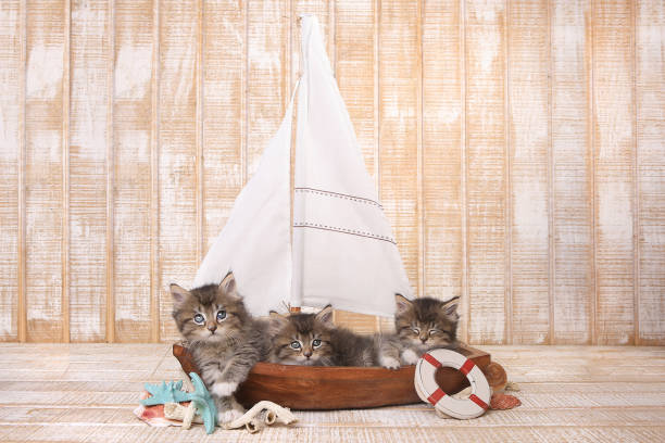 istock Cute Kittens in a Sailboat With Ocean Theme 683840486